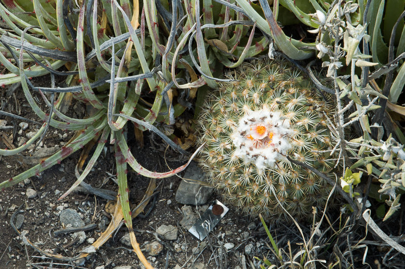 Turbinicarpus ysabelae